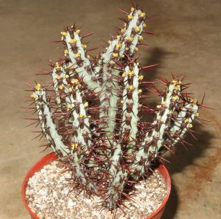 Euphorbia Aeruginosa 9cm Rare Succulent Plant Echeveria Ariocarpus Crassula K