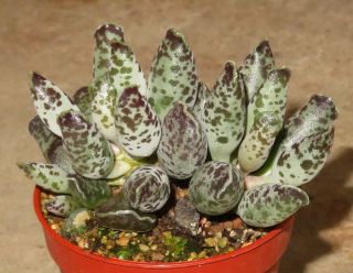 Adromischus Cooperi V Clavifolius Rare Succulent Plant Crassula Ariocarpus K
