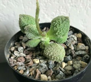 Adromischus Marianae Herrei Green Form Rare Succulent Plant Not Cactus