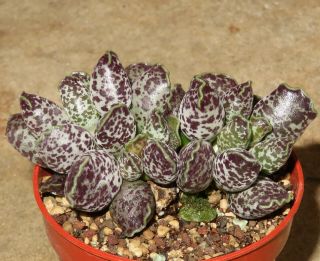 Adromischus Cooperi V Clavifolius Tiny Form Rare Succulent Plant Crassula K