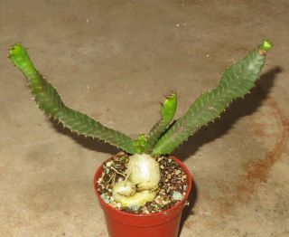 Euphorbia Stellata 12cm Rare Succulent Plant Ariocarpus Aztekium Agave K
