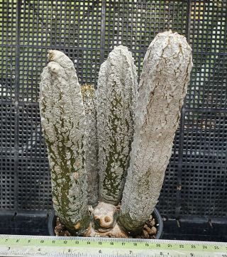 22.  Euphorbia Abdelkuri (short Stock Underground) Rare And Succulent