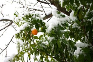 Rare - Cold Hardy Citrus - Honey Changsha Mandarin - 15 Fresh Seeds
