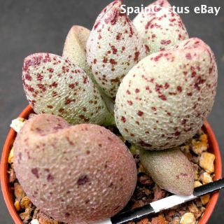 Adromischus Marianiae Var Alveolatus “pa 2027” Rare Succulent Plant 21/7