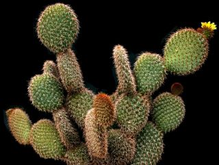 Opuntia Pycnantha " Santa Margarita Island " Rare / Cactus Succulent