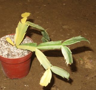Schlumbergera Variegata 15cm Rare Succulent Plant Ariocarpus Aztekium S