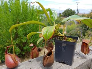 Nepenthes Bicalcarata Red X Orange Seed Grown,  Xl Specimen - Rare