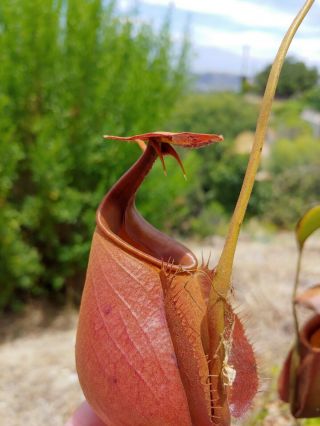 Nepenthes bicalcarata red x orange seed grown,  XL specimen - RARE 2