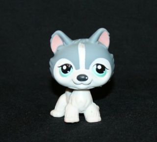 Littlest Pet Shop Gray White Husky No Lps Blue Green Eyes Rare Dog Puzzle Aqua