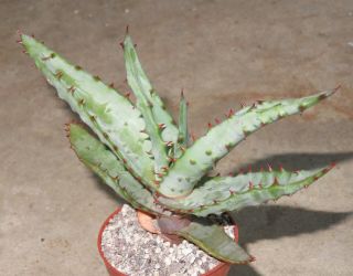 Aloe Speciosa 12cm Rare Succulent Plant Echeveria Ariocarpus Aztekium I