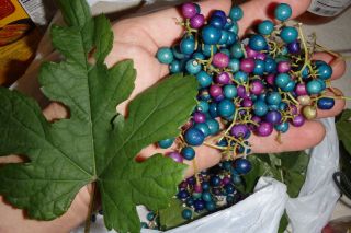 Porcelaine Grape Vine Live Plant,  Ampelopsis Hardy Liana Blue Rare Berries