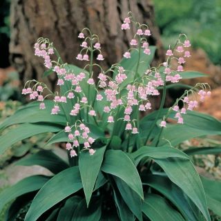 Rare Pink Lily Of The Valley 10 Pips (roots) - Convallaria Rosea