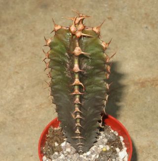 Euphorbia Canariensis 9cm Rare Succulent Plant Ariocarpus Aztekium Agave I
