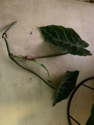 Philodendron Verrucosum Rare Aroid End Tip Top Cutting Fuzzy Velvet