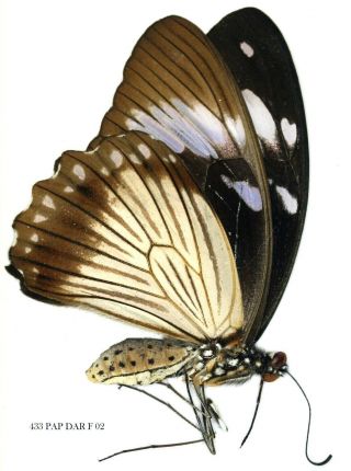 Insect Butterfly Papilionidae Papilio Dardanus - Rare Female Form 433 Pap Dar F
