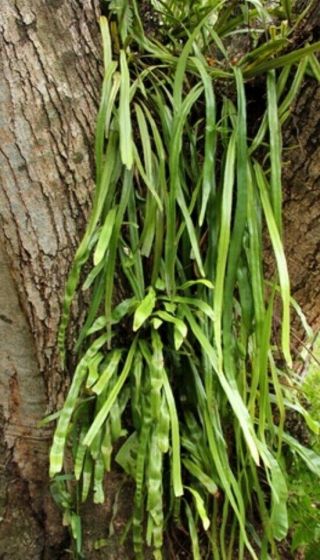 Strap Leafed Fern Pyrrosia Longifolia Rare Tropical Fern