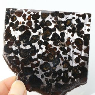 76g Rare Slices Of Kenyan Pallasite Meteorite Olive R2277