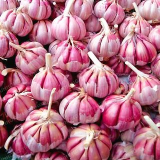 Garlic Spices Seeds Bonsai Plant Rare Onion Vegetable Diy Home Garden Outdoor
