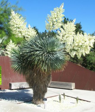 Yucca Rostrata,  Rare Beaked Big Bend Agave Garden Aloe Tree Like Seed 50 Seeds
