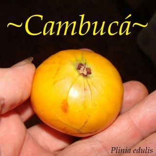Cambuca Plinia Edulis Mango Papaya Combo Taste Rare Fruit Tree Pot 