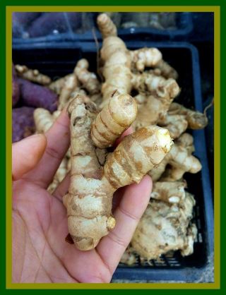 Uncle Chan 5 Oz White Turmeric Rare Fresh Rhizome Curcuma Herb Edible