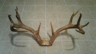 Non - Typical Whitetail Deer Antlers Taxidermy Large - Rare B&c Cabin/decor/crafts