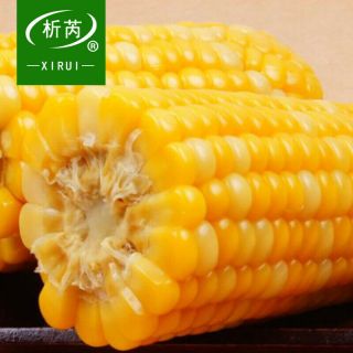 Rare Ancient Asian Sticky Waxy Yellow Corn - 5 Fresh,  Quality Seeds For Sowing