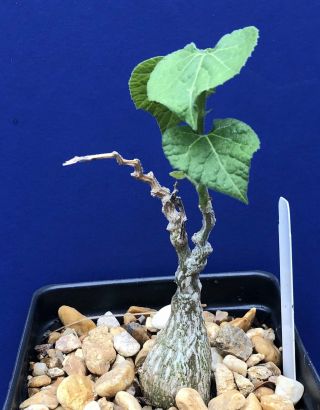 Kedrostis Leloja,  Rare Vining Caudex Plant,  Rare Succulent Bonsai Plant
