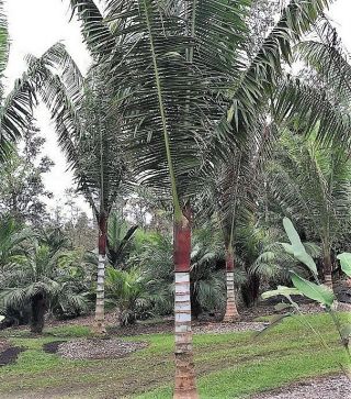 Dypsis Lastelliana 1gal / 6 " Pot " Red Neck " Palm Live Tropical Rare