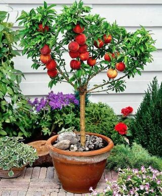 Rare Dwarf Peach Live Plant Fit 8 " Pot - Rare Indoor Plant - Only Max Height 3ft