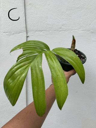 Rare Rhaphidophora Decursiva (aroid Philodendron,  Monstera,  Anthurium)