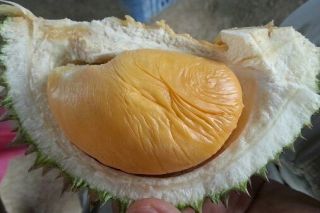 Rare Fruit Durian 4 Seed For Plant King And Queen Of Fruit