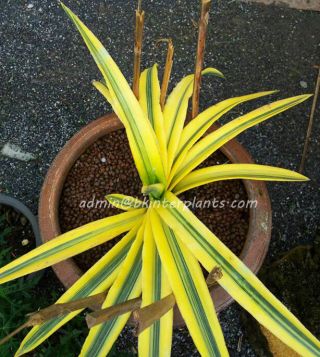 Sansevieria " Takana Hybrid Yellow Variegated " Succulent Plant Exotic Circle Rare