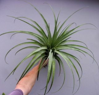 Tillandsia Utriculata - 3 Foot Gigantic Plant - Airplant Bromeliad Rare Size