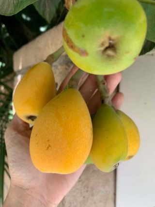 Rare Loquat (big Jim) Tropical Baby Fruit Trees Medicinal Leaves Sweet Fruit