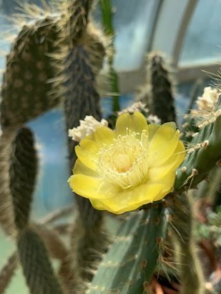 Opuntia Helleri Extremely Rare Galapagos Endemic Tree Cactus - Profuse Flowering
