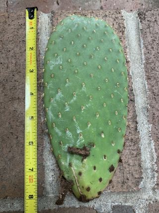 Opuntia Echios Var.  Zacana Extremely Rare Galapagos Endemic Cactus