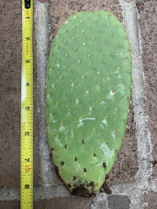 Opuntia Echios Var.  Zacana Extremely Rare Galapagos Endemic Cactus 2