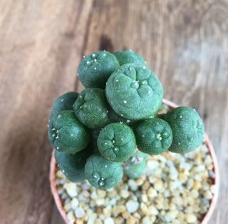 Astrophytum " Fricii " Grow From Seedling On Pereskiopsis Size 4.  3cm Rare Cactus.