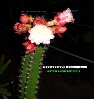Weberocereus Frohningiorum,  Rare,  Plant,  Jungle,  Cactus,  Epiphyllum,  Selenicereus