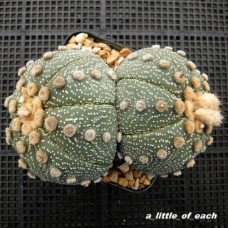 Astrophytum Asterias Ooibo Twin Big Size Rare Grown From Seed