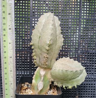 14.  Whitesloanea cressa (hugh mother plant) very rare and succulent 2