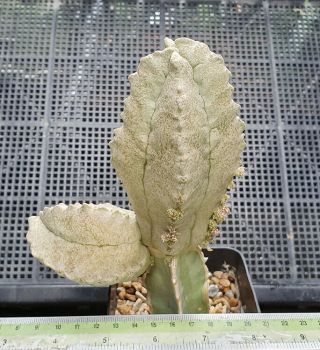 14.  Whitesloanea cressa (hugh mother plant) very rare and succulent 3