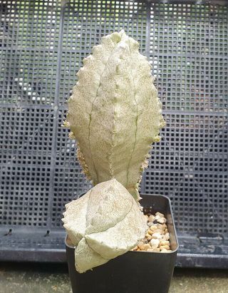 14.  Whitesloanea cressa (hugh mother plant) very rare and succulent 4