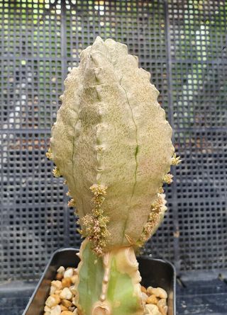 14.  Whitesloanea cressa (hugh mother plant) very rare and succulent 5