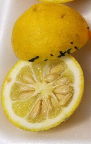 Rare Hardy Citrus Lemon Seeds " Taitri " Variety Winter Hardy Orange 10 Seeds