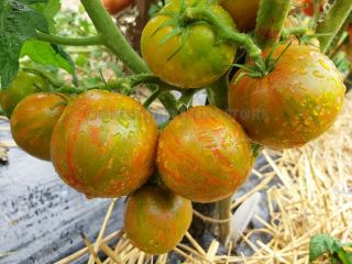 50 Dwarf Tomato Seeds Aftershock Vegetable Garden - Unusual Striped - Rare