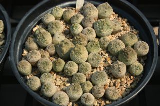 Pseudolithos cubiformis x 20 seeds rare succulent cactus caudex ariocarpus 2