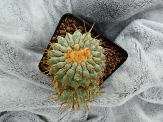 Copiapoa Cinerea V.  Alba / Los Lomitas - Chile / 196m - Rare Plant - Graftet