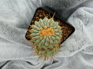 Copiapoa cinerea v.  alba / Los Lomitas - Chile / 196m - rare plant - graftet 5